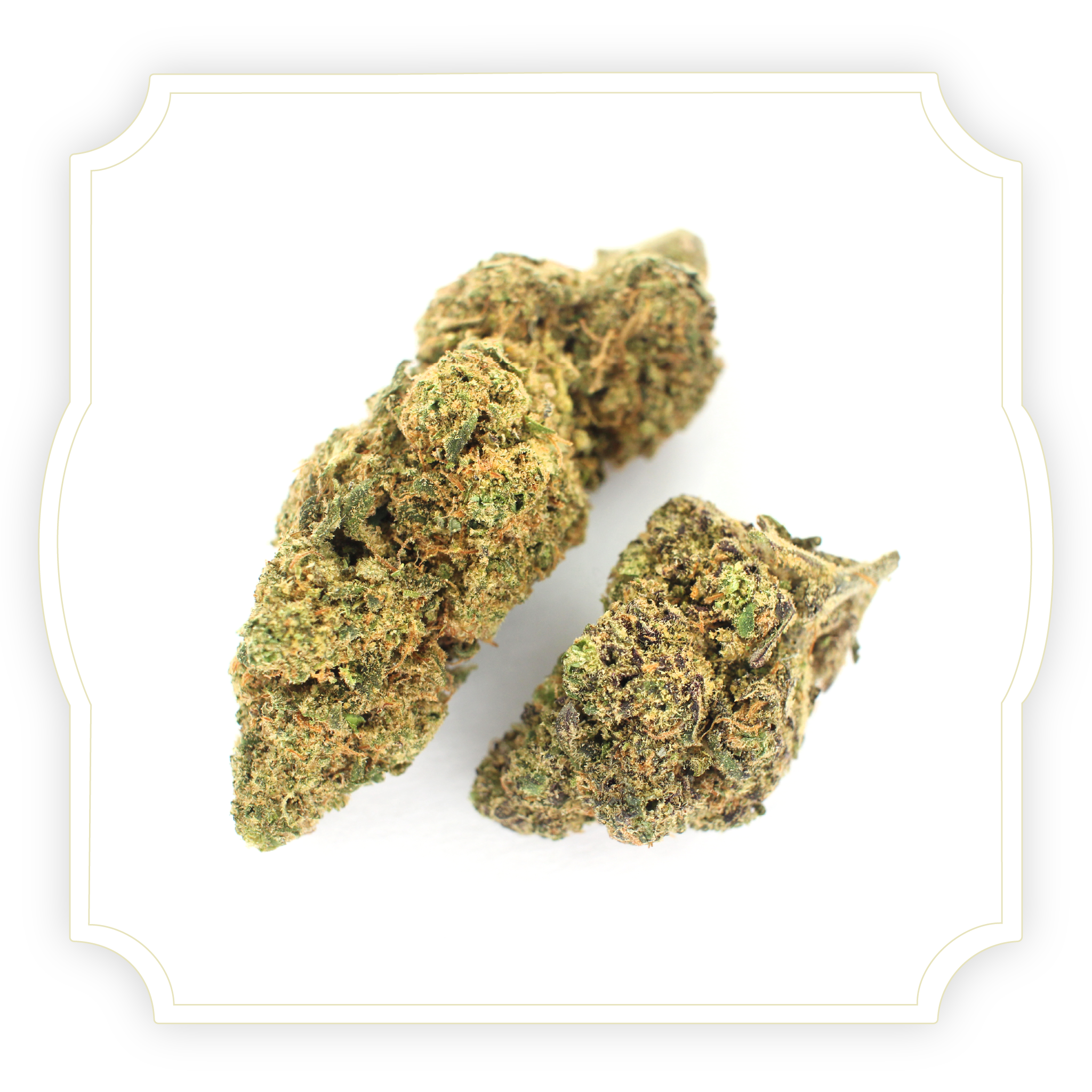 Rambo Cheese CBD flower close up on white background