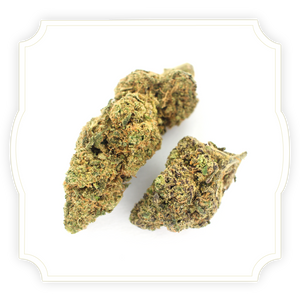 Rambo Cheese CBD flower close up on white background